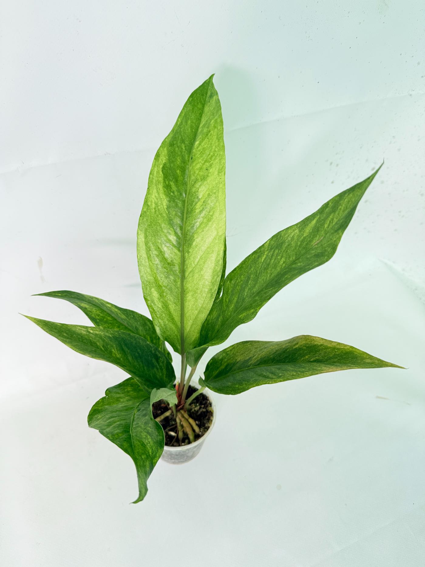Anthurium hookeri variegato 8