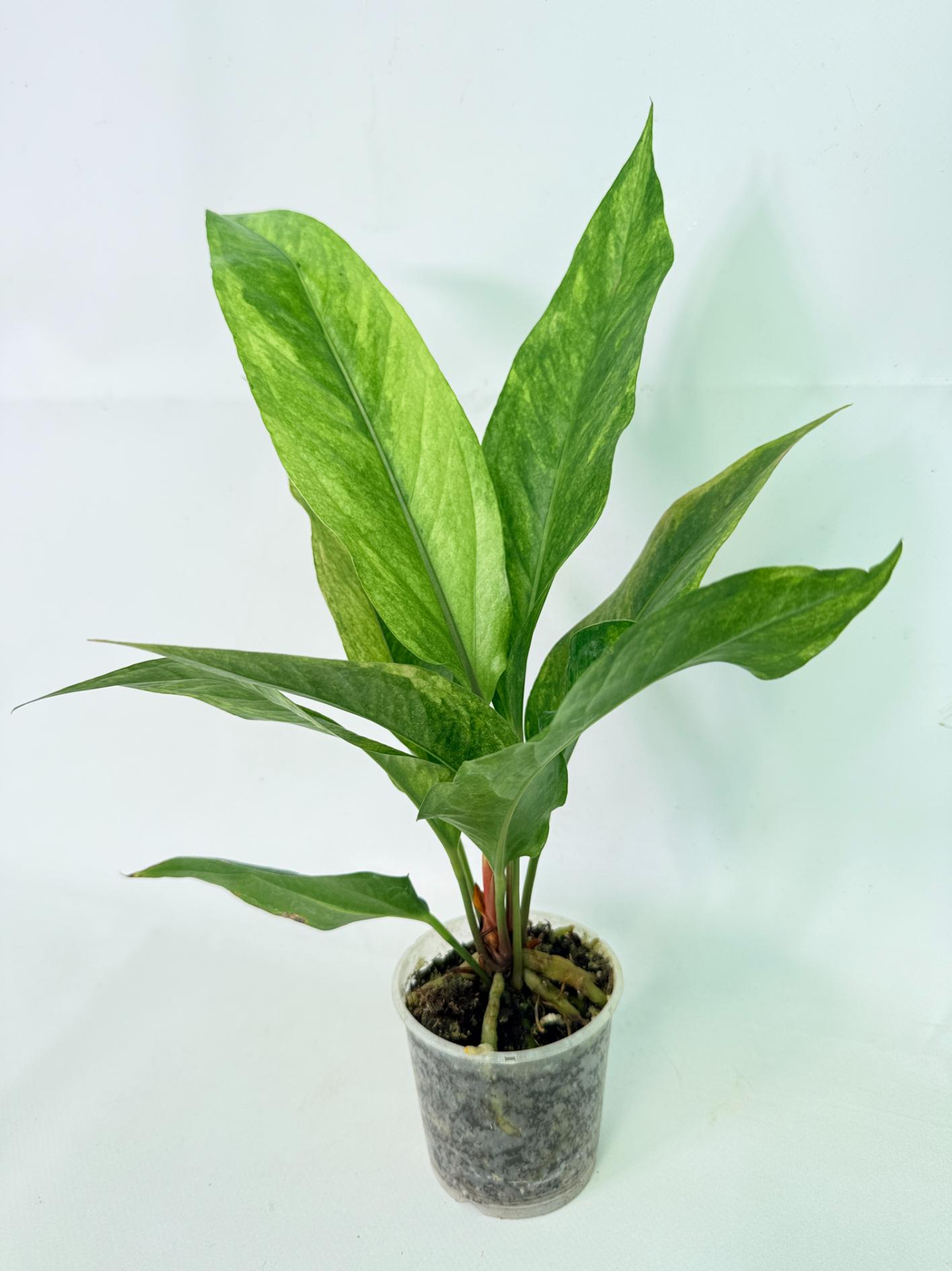 Anthurium hookeri variegato 4