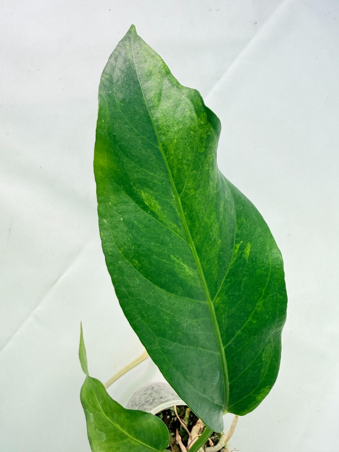 Anthurium hookeri variegato 9