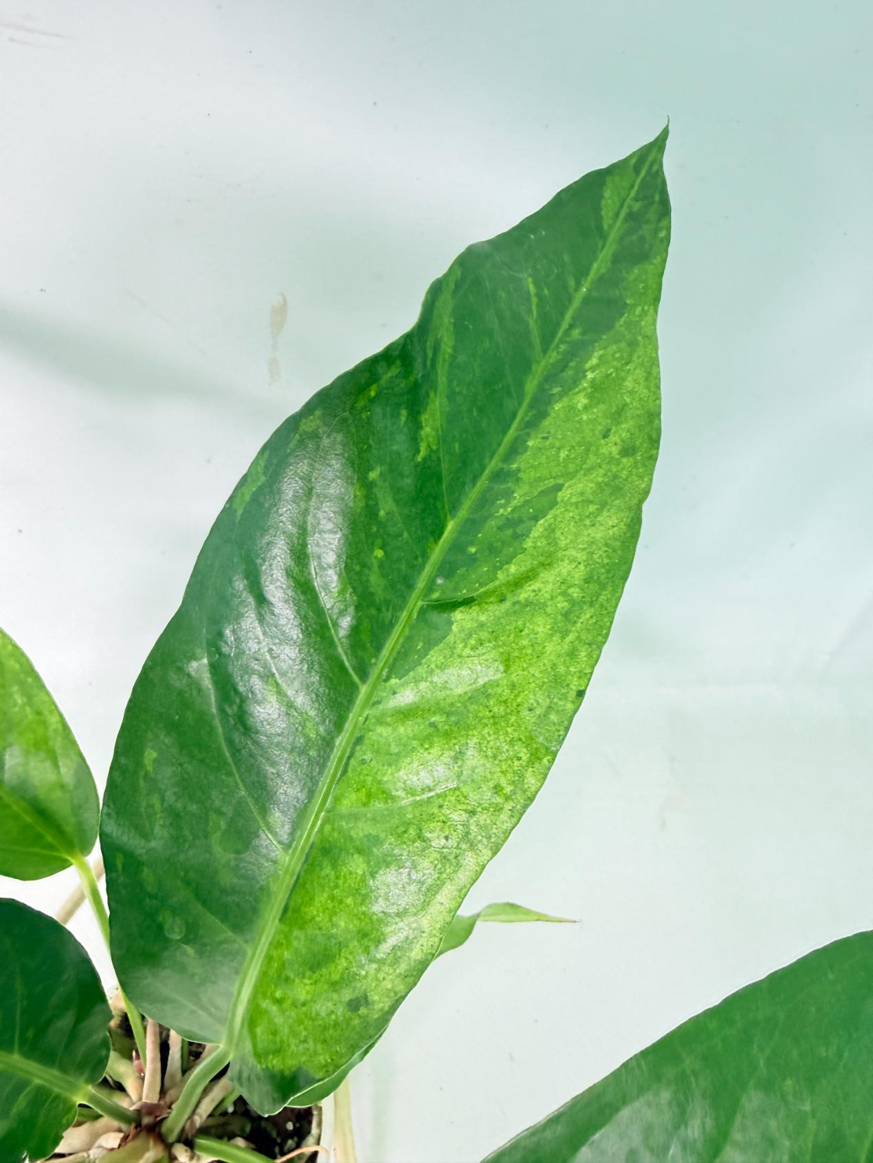 Anthurium hookeri variegato 10