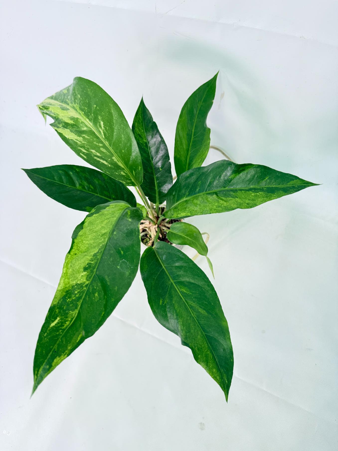 Anthurium hookeri variegato 11