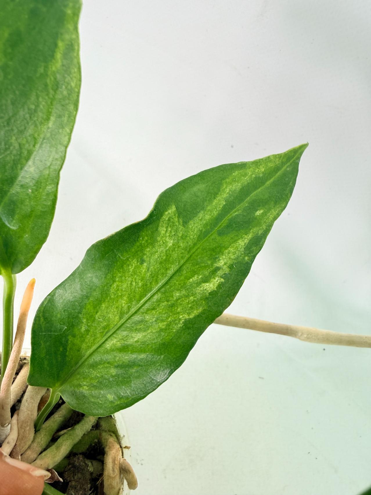 Anthurium hookeri variegato 3