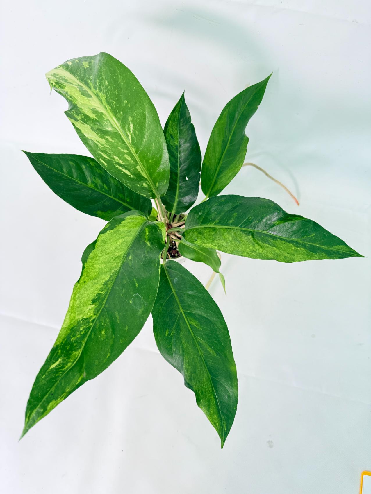Anthurium hookeri variegato 4