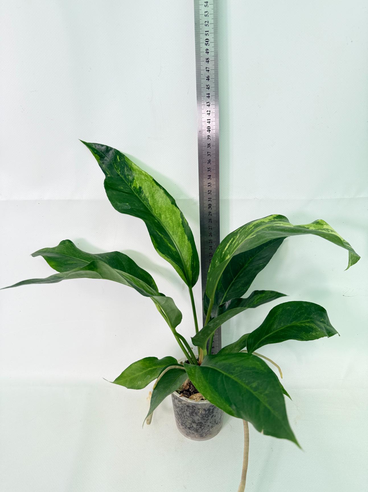Anthurium hookeri variegato 1