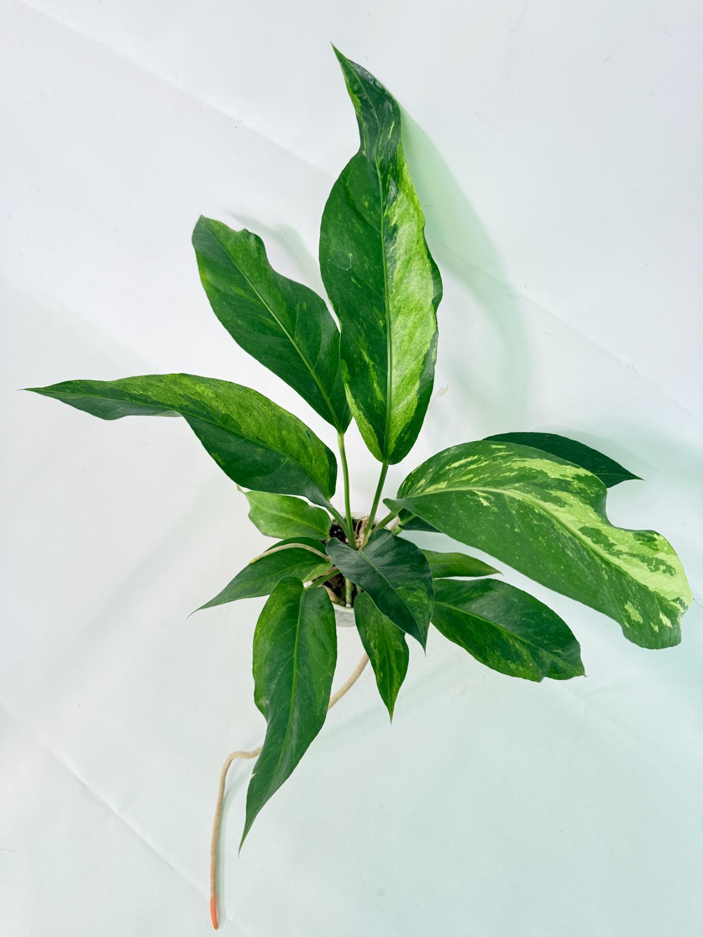Anthurium hookeri variegato 5