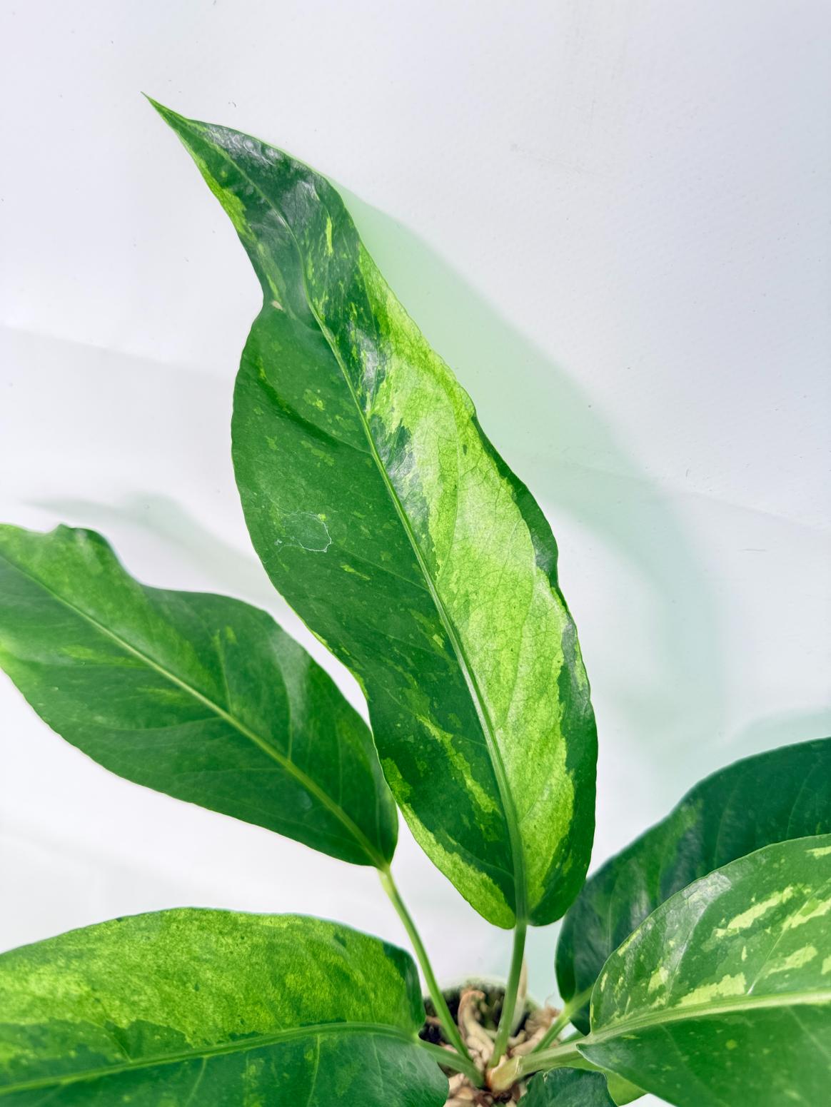 Anthurium hookeri variegato 6