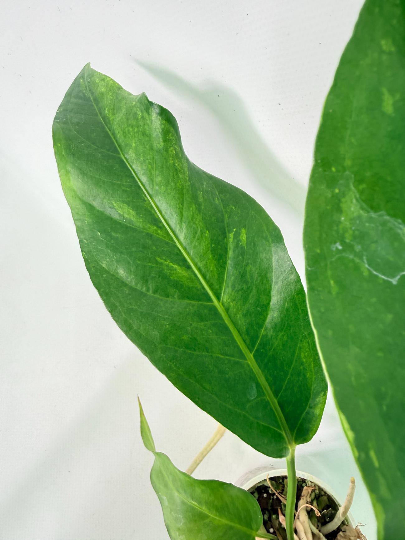 Anthurium hookeri variegato 7