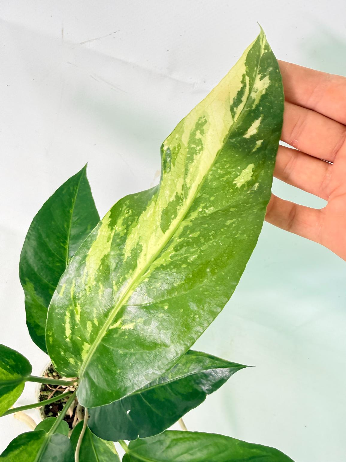 Anthurium hookeri variegato 8