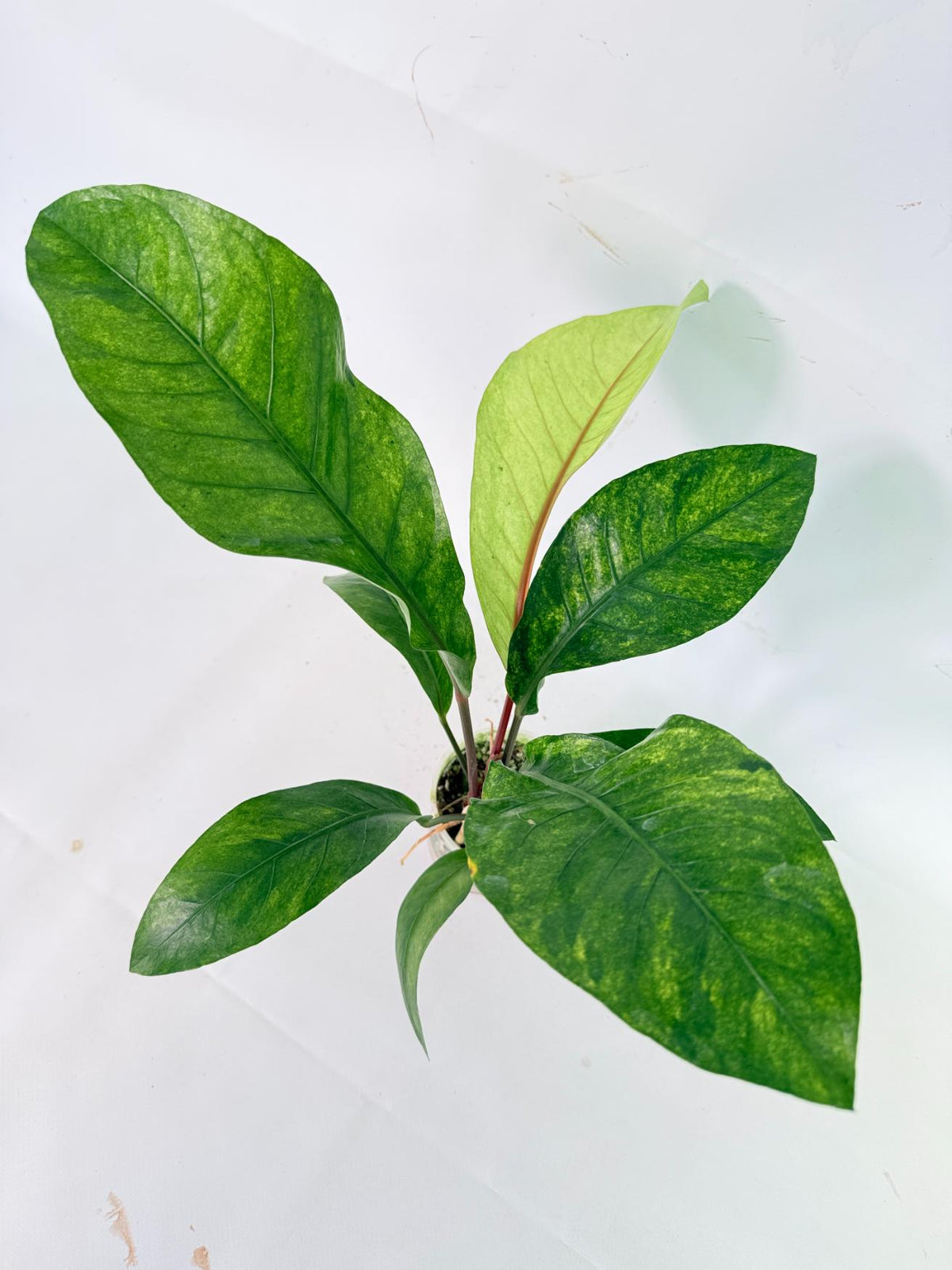 Anthurium hookeri variegato 09