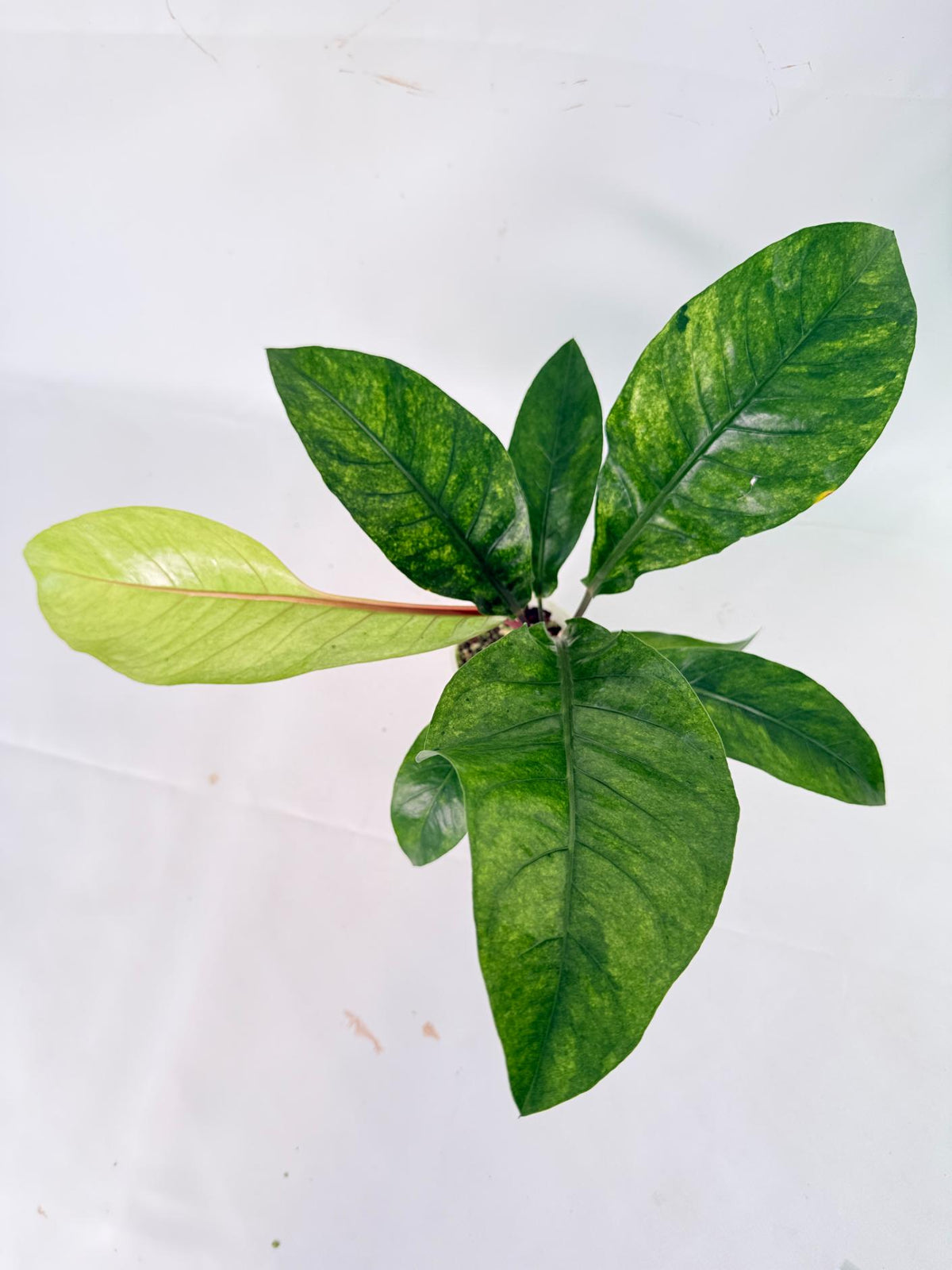 Anthurium hookeri variegato 10