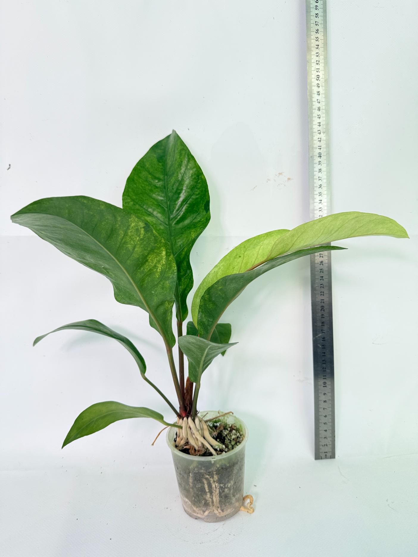 Anthurium hookeri variegato 03