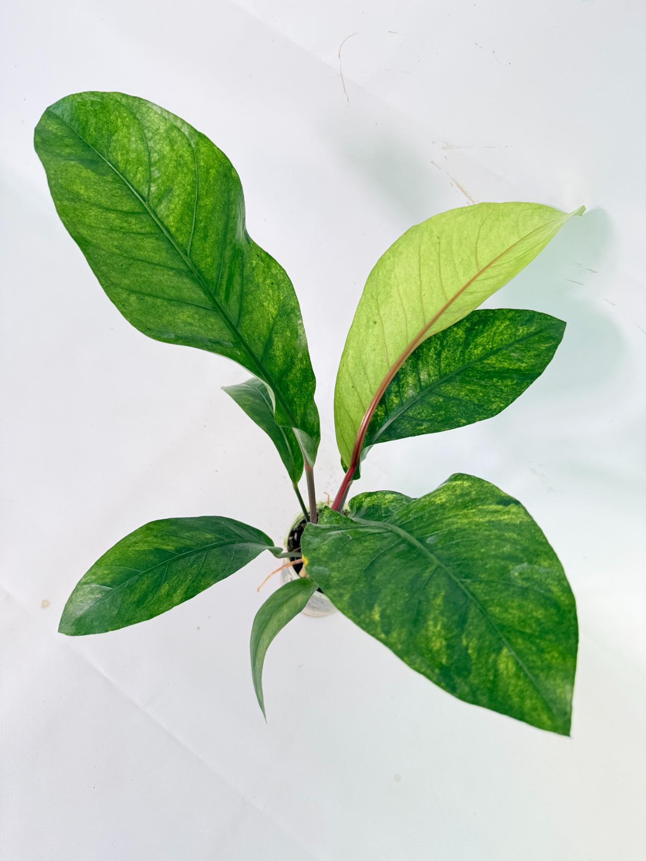 Anthurium hookeri variegato 2