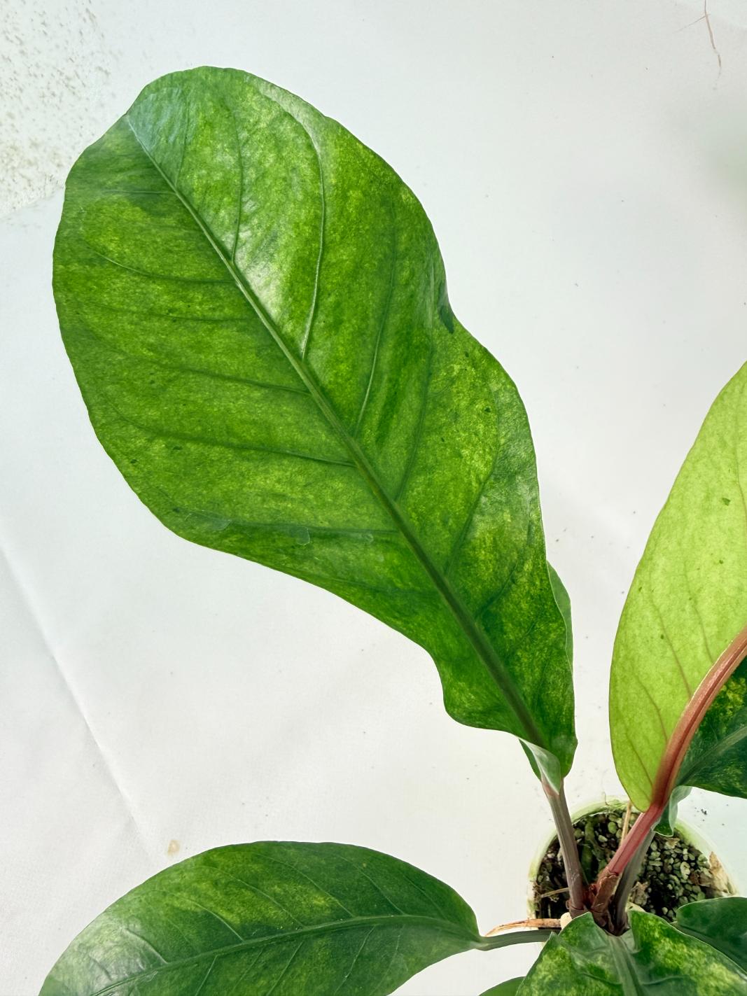 Anthurium hookeri variegato 04