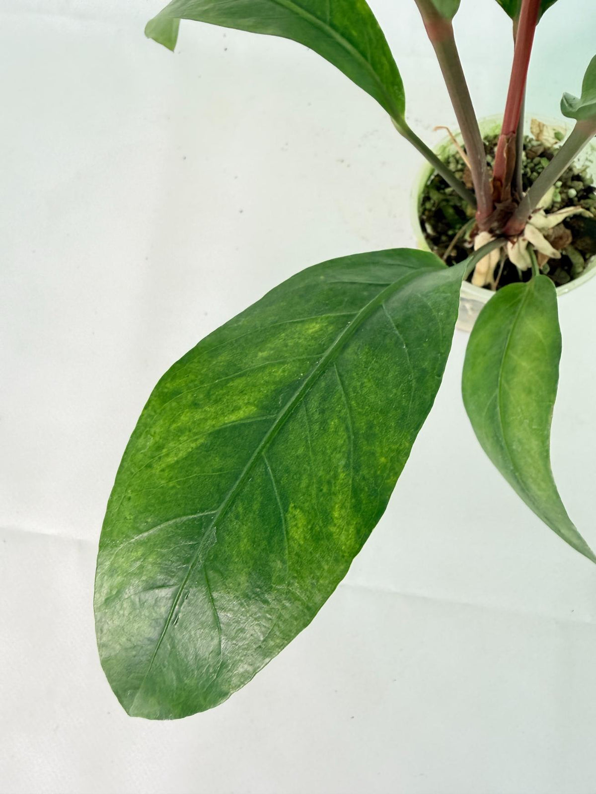 Anthurium hookeri variegato 05
