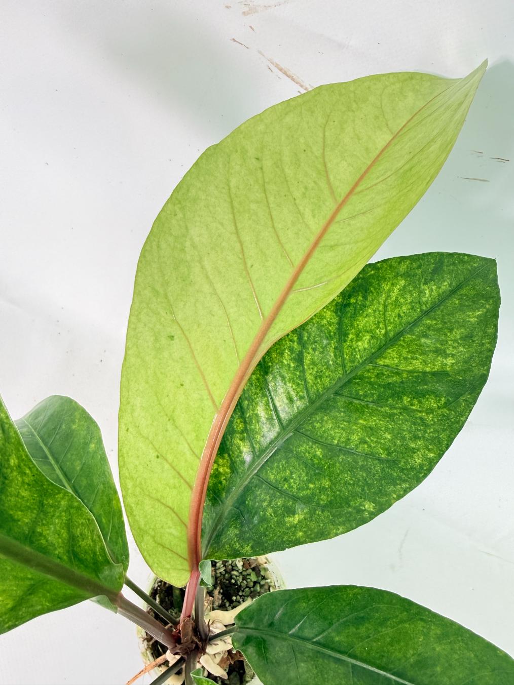 Anthurium hookeri variegato 06