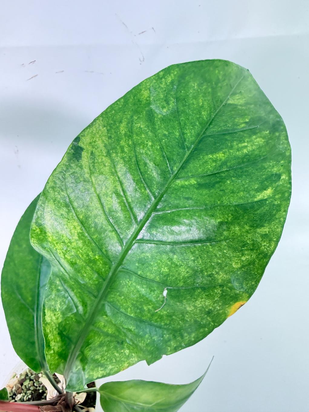 Anthurium hookeri variegato 07
