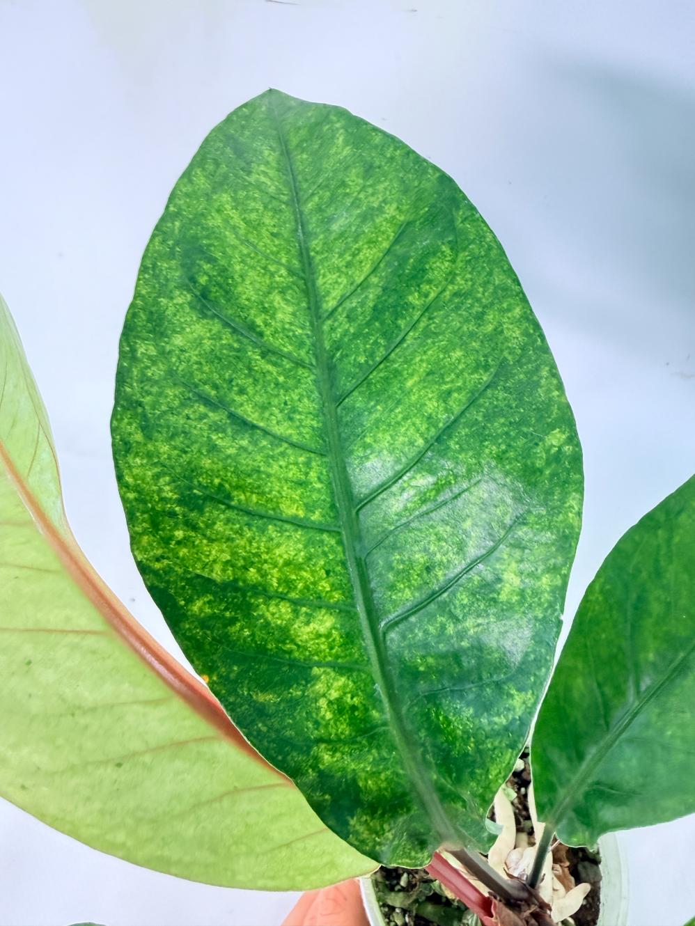 Anthurium hookeri variegato 08