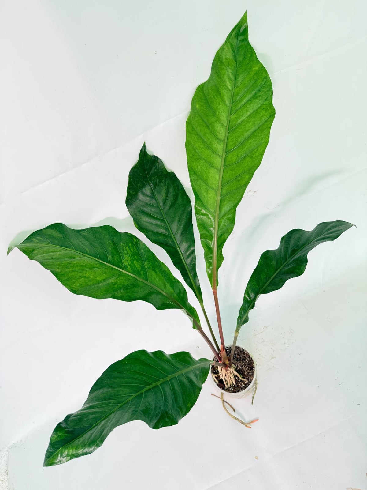 Anthurium hookeri variegato 01