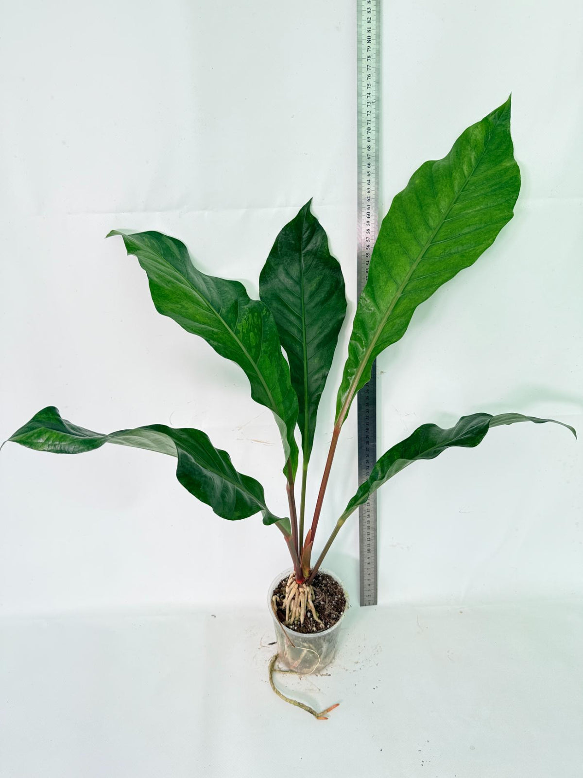 Anthurium hookeri variegato 03