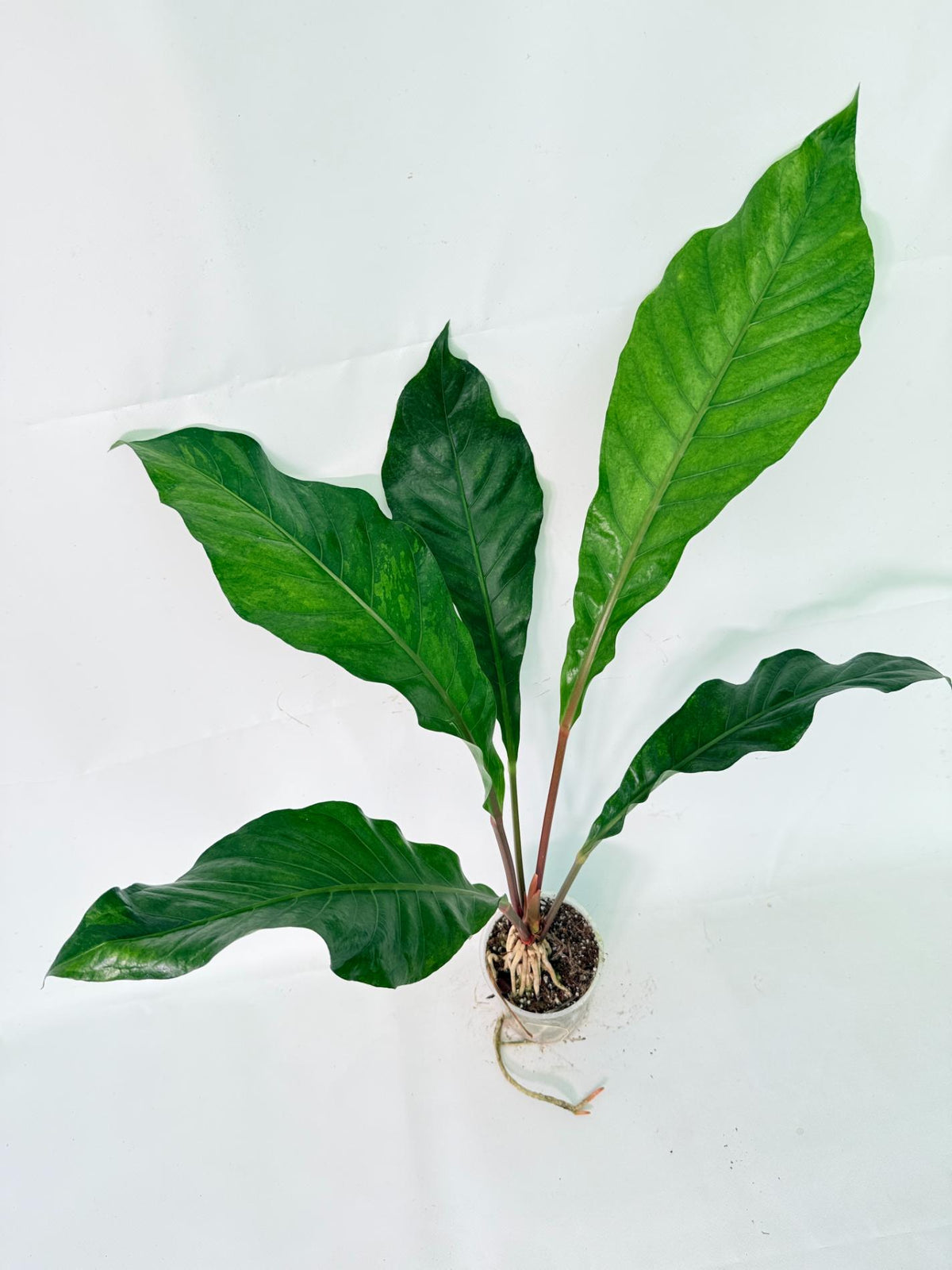 Anthurium hookeri variegato 02