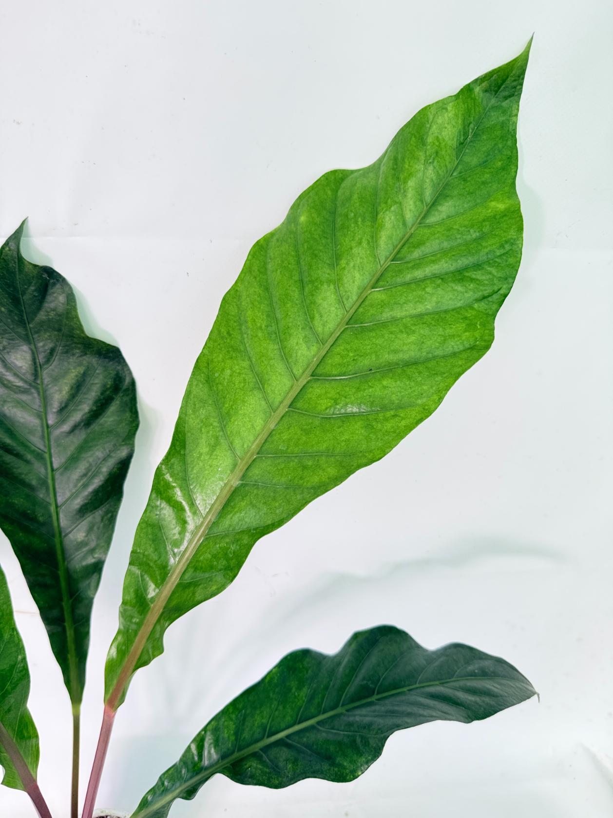 Anthurium hookeri variegato 04