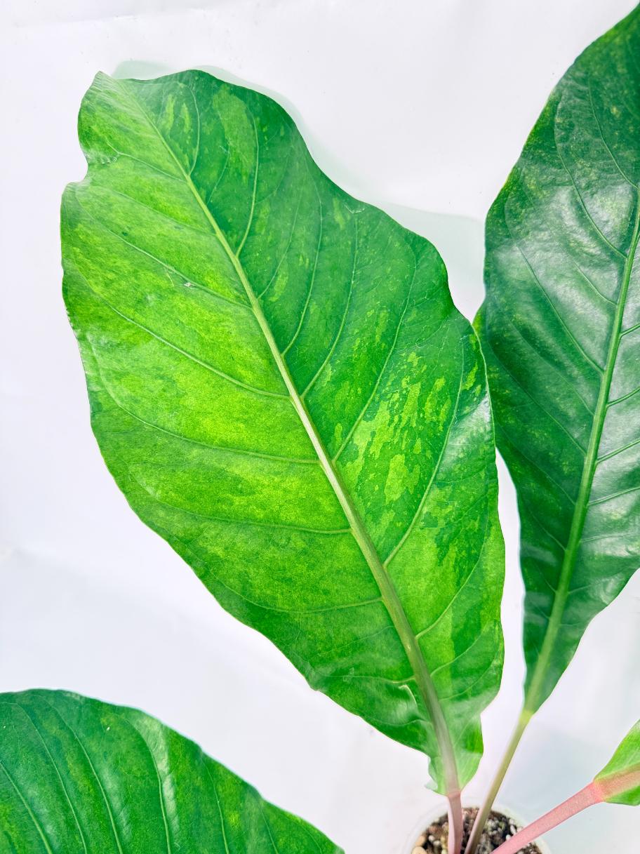 Anthurium hookeri variegato 05