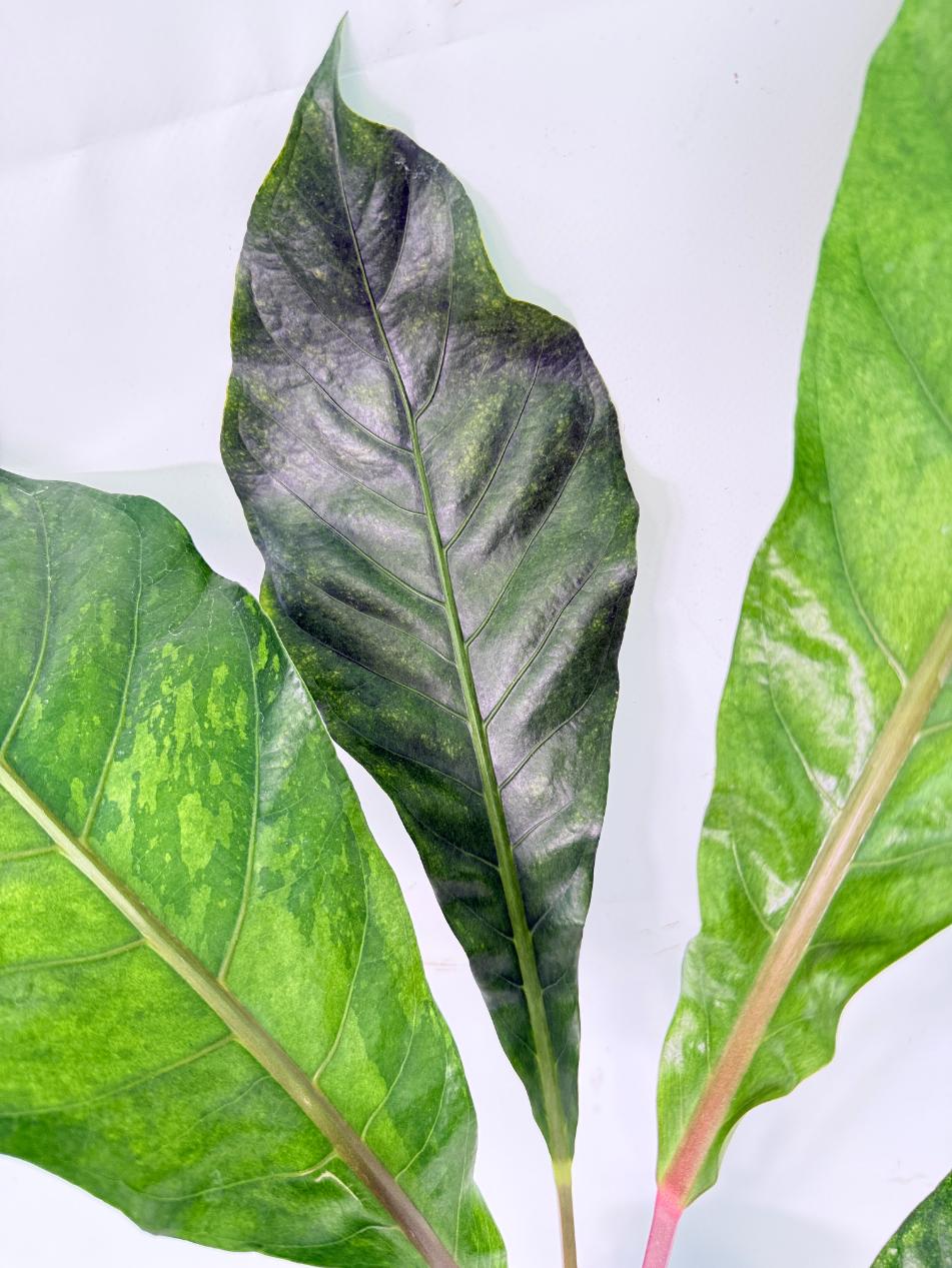 Anthurium hookeri variegato 06