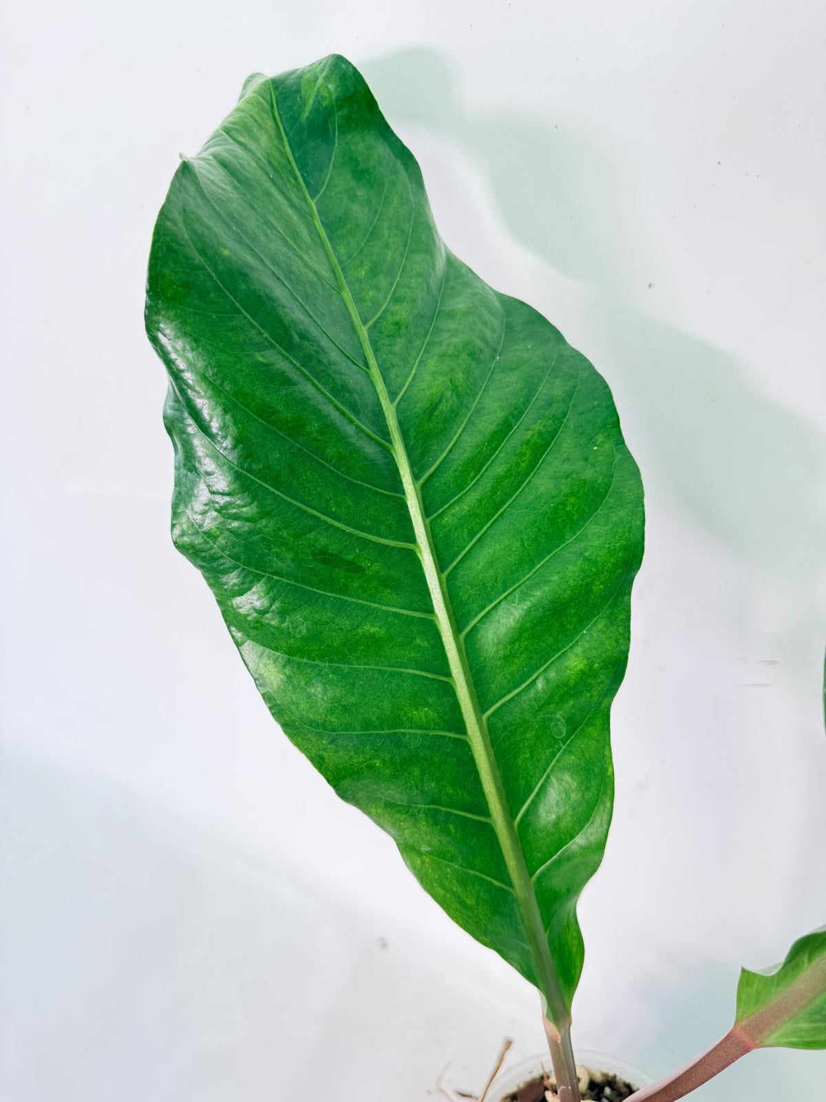 Anthurium hookeri variegato 07