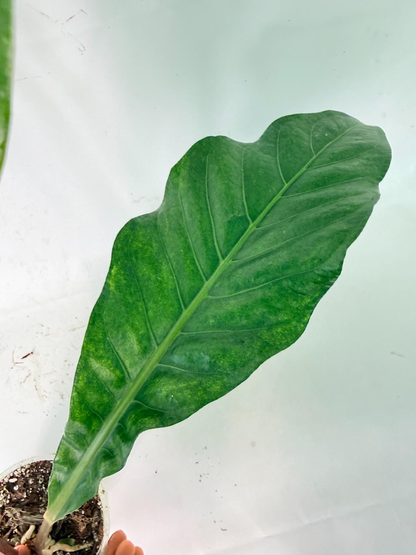 Anthurium hookeri variegato 08