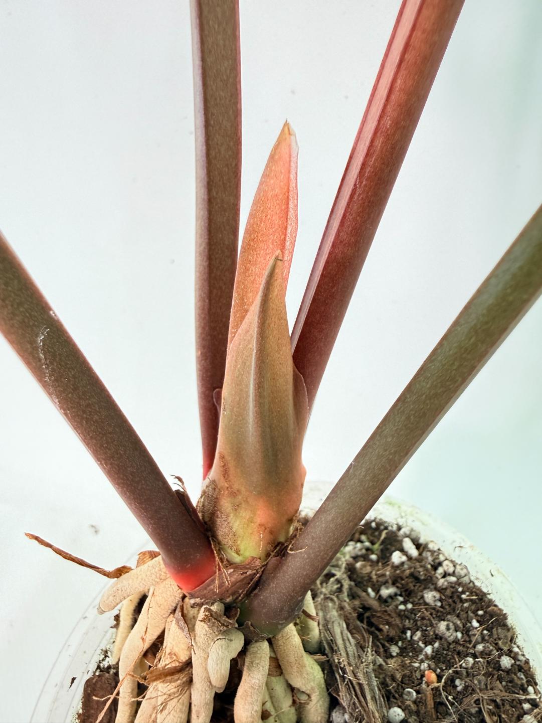 Anthurium hookeri variegato 09