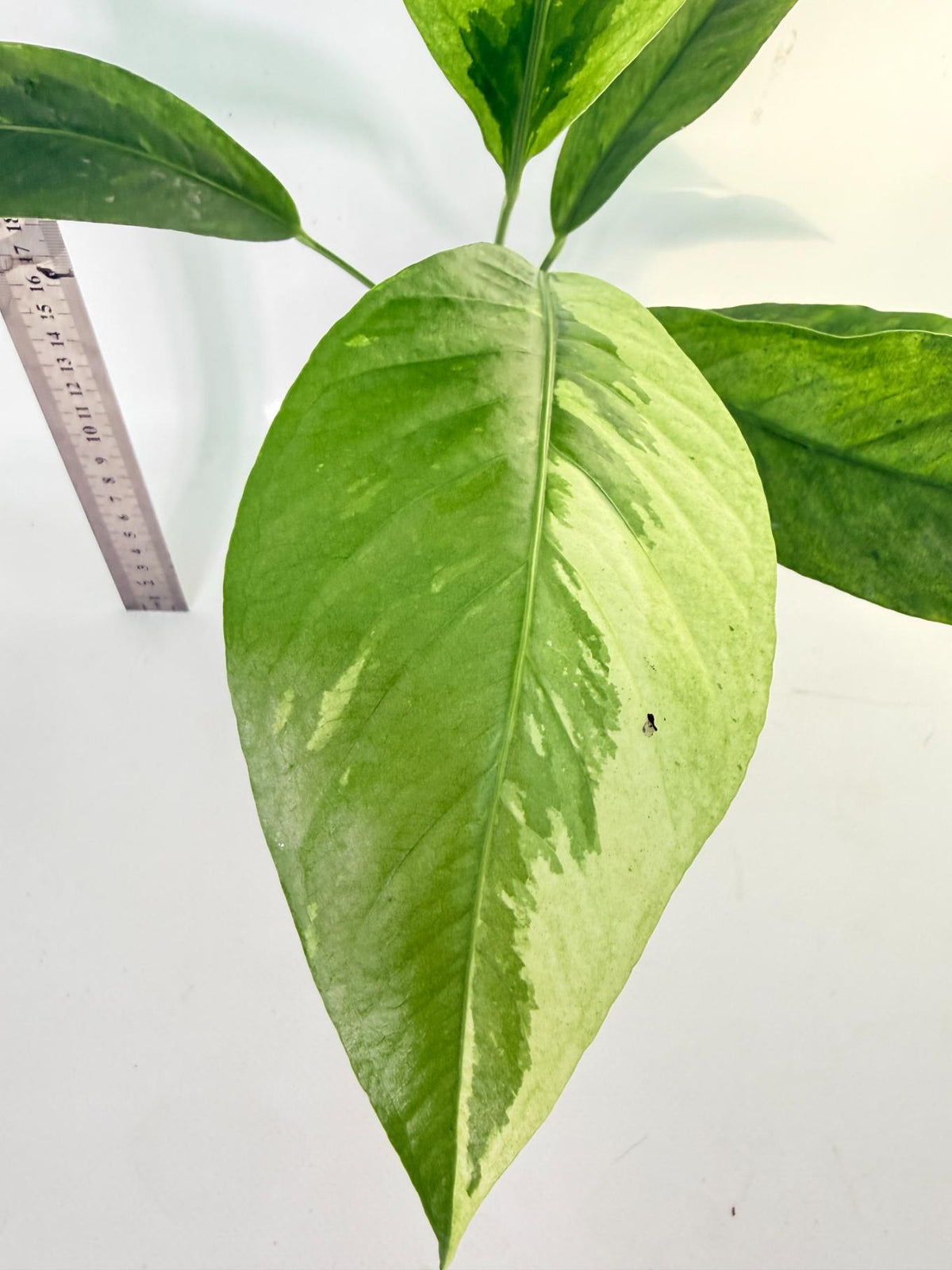Anthurium hookeri variegato 1