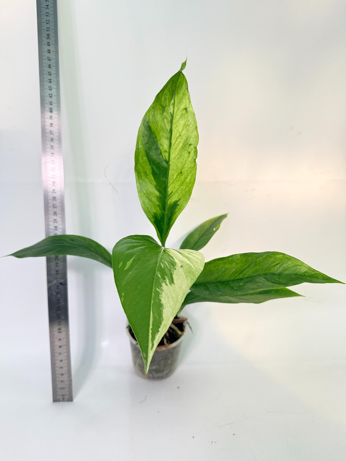 Anthurium hookeri variegato 2