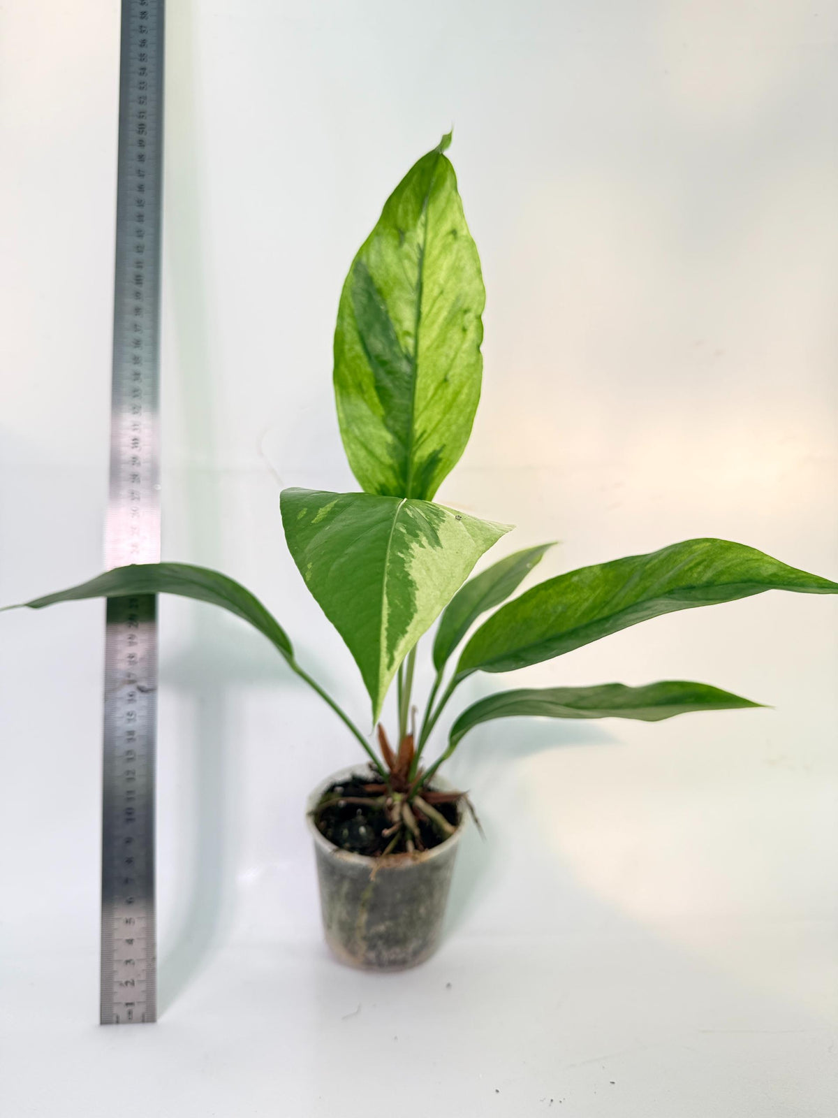 Anthurium hookeri variegato 6