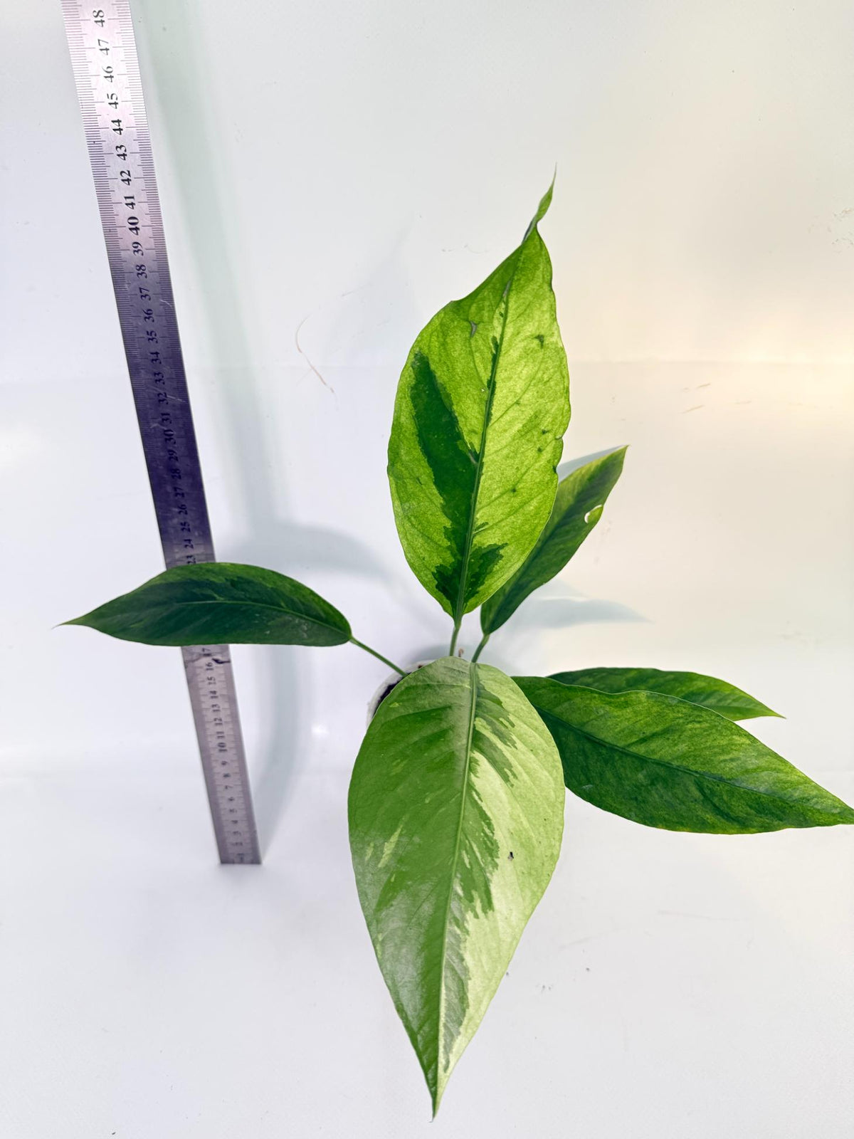 Anthurium hookeri variegato 11