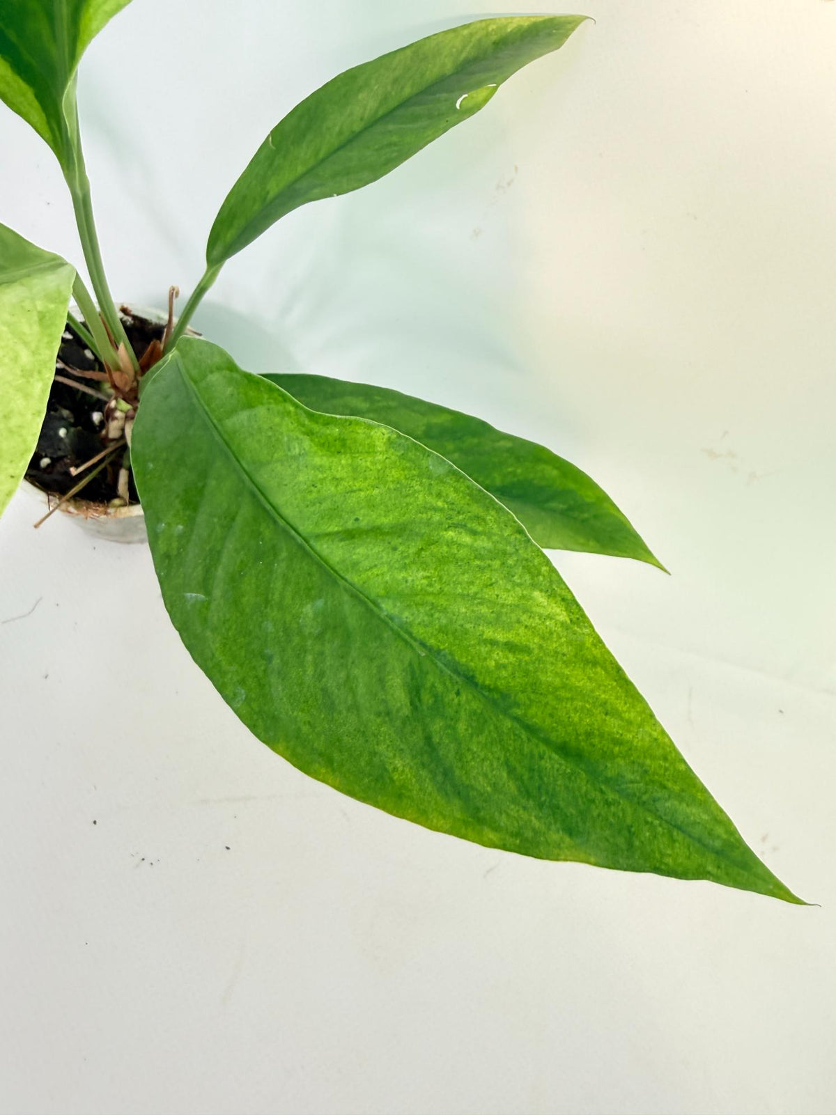 Anthurium hookeri variegato 4