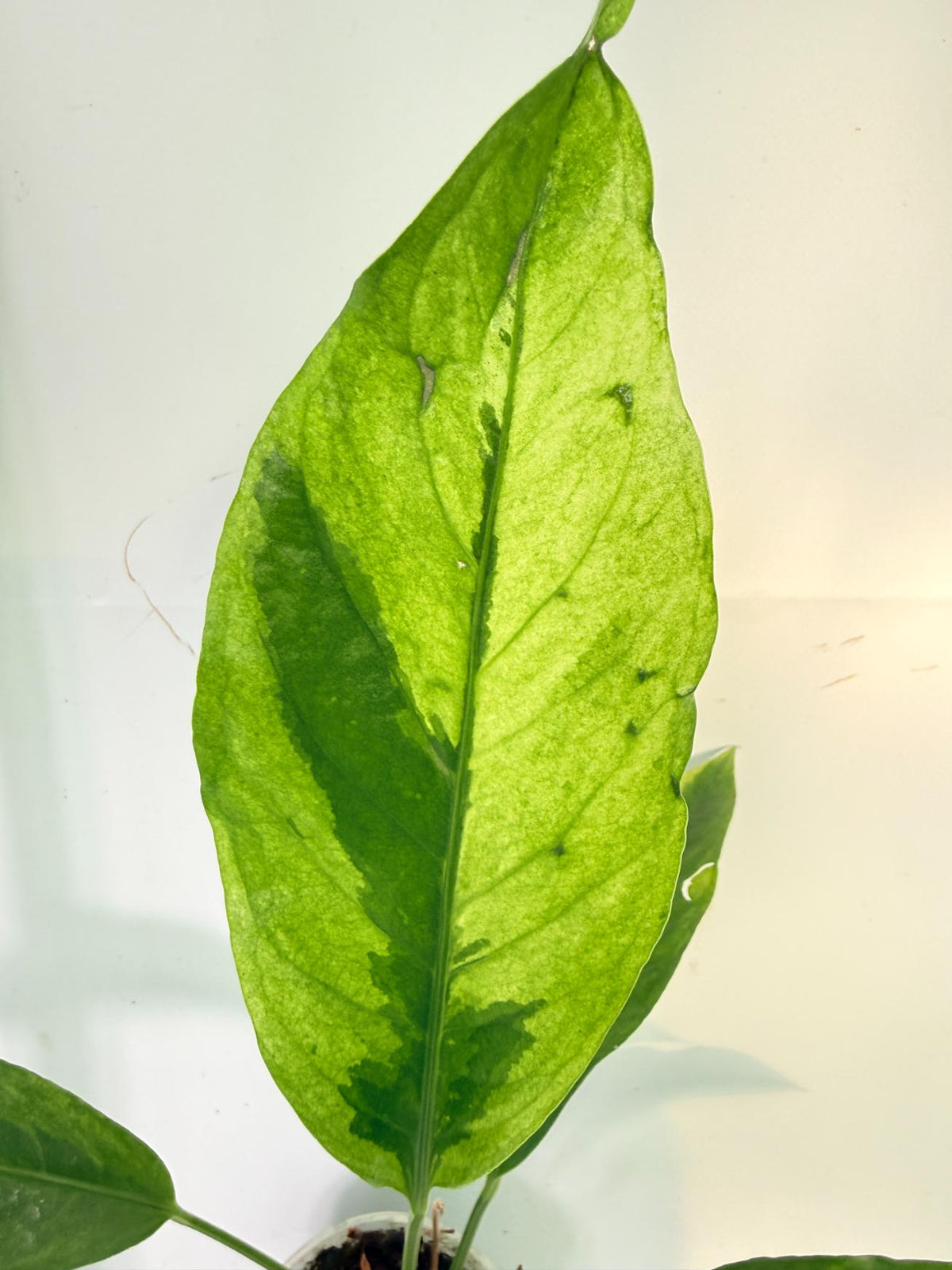 Anthurium hookeri variegato 5