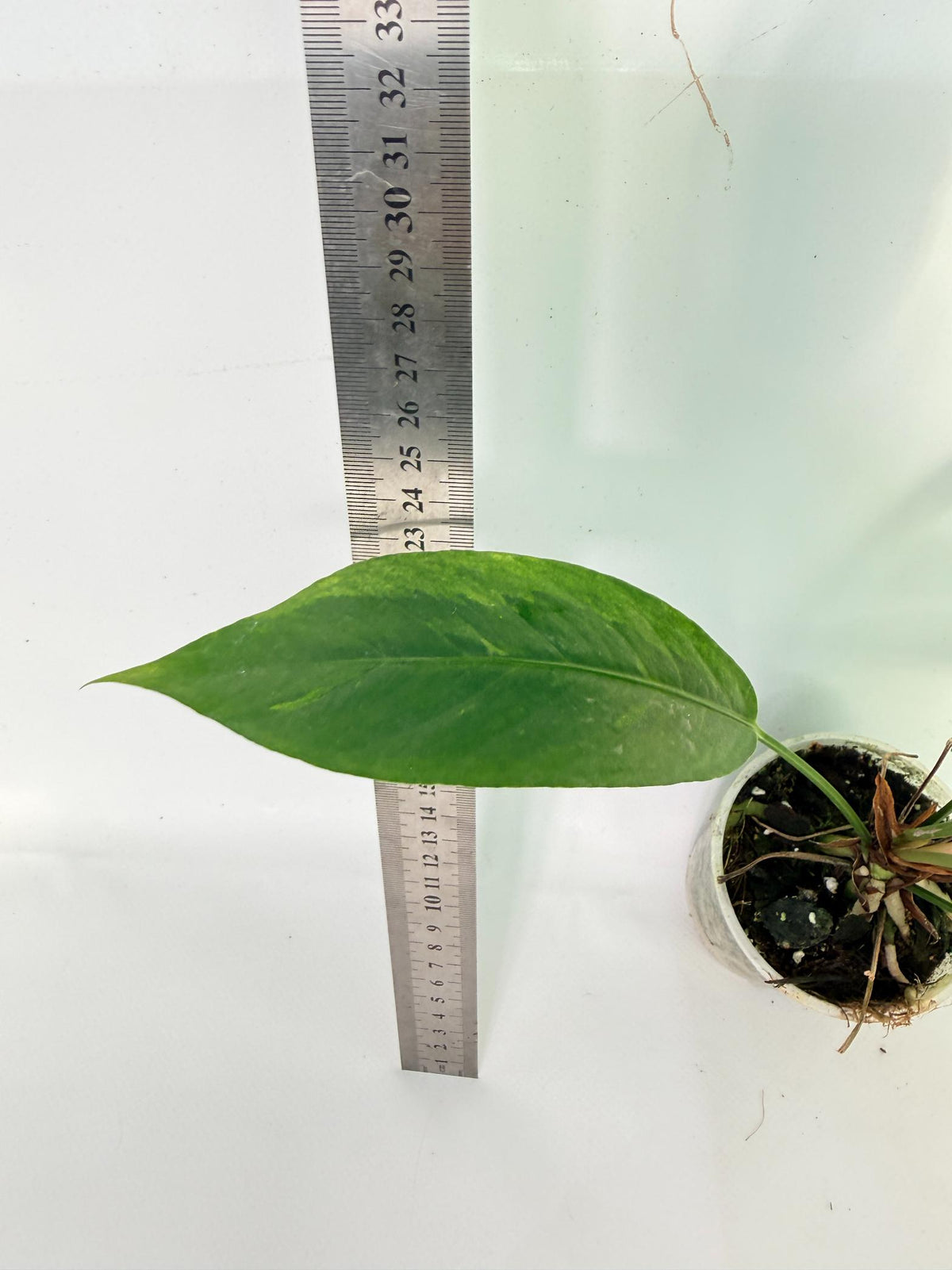 Anthurium hookeri variegato