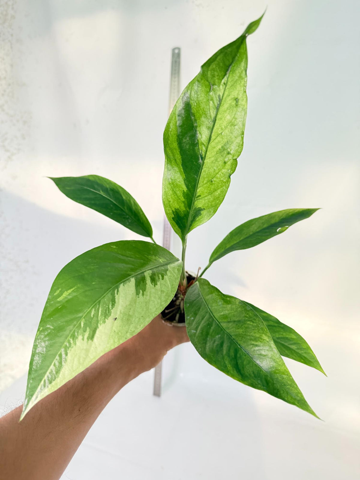 Anthurium hookeri variegato 3