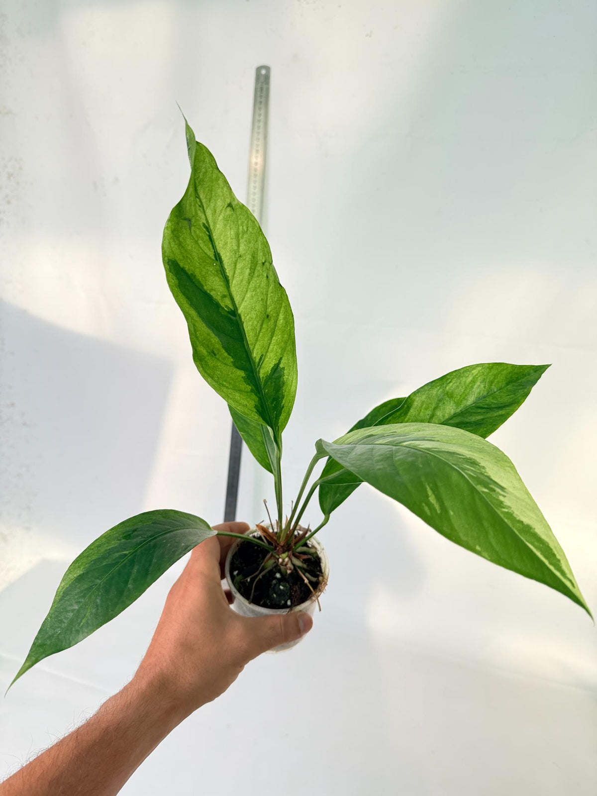 Anthurium hookeri variegato 8