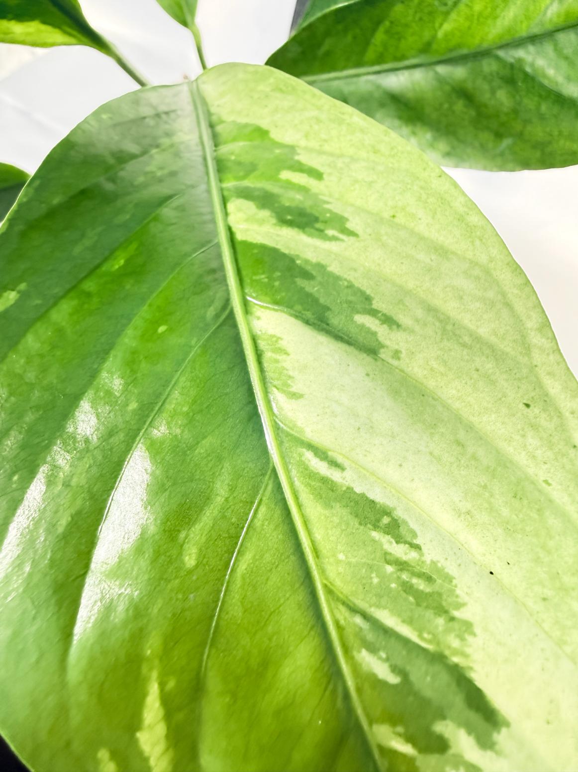 Anthurium hookeri variegato 9