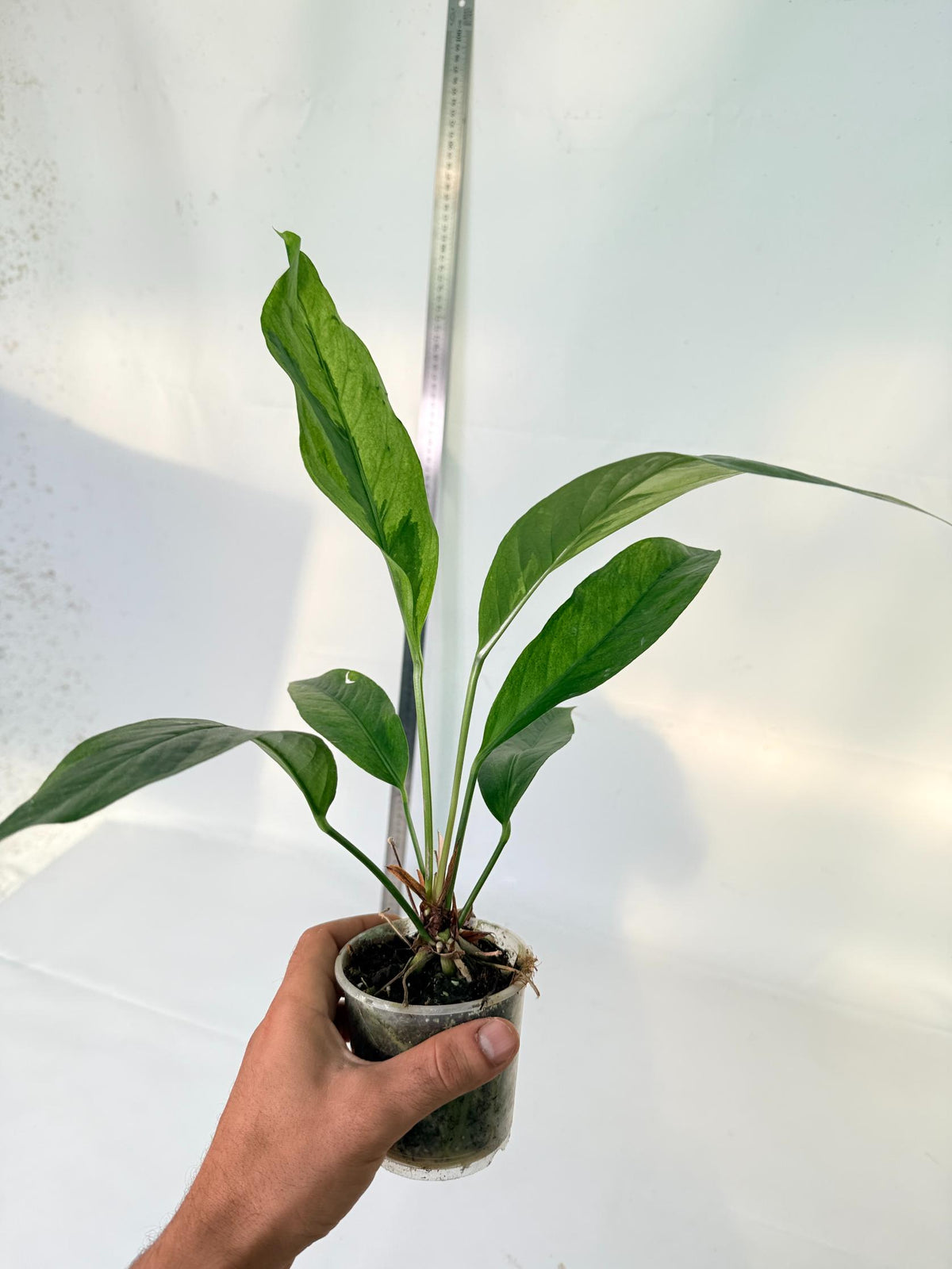 Anthurium hookeri variegato 10