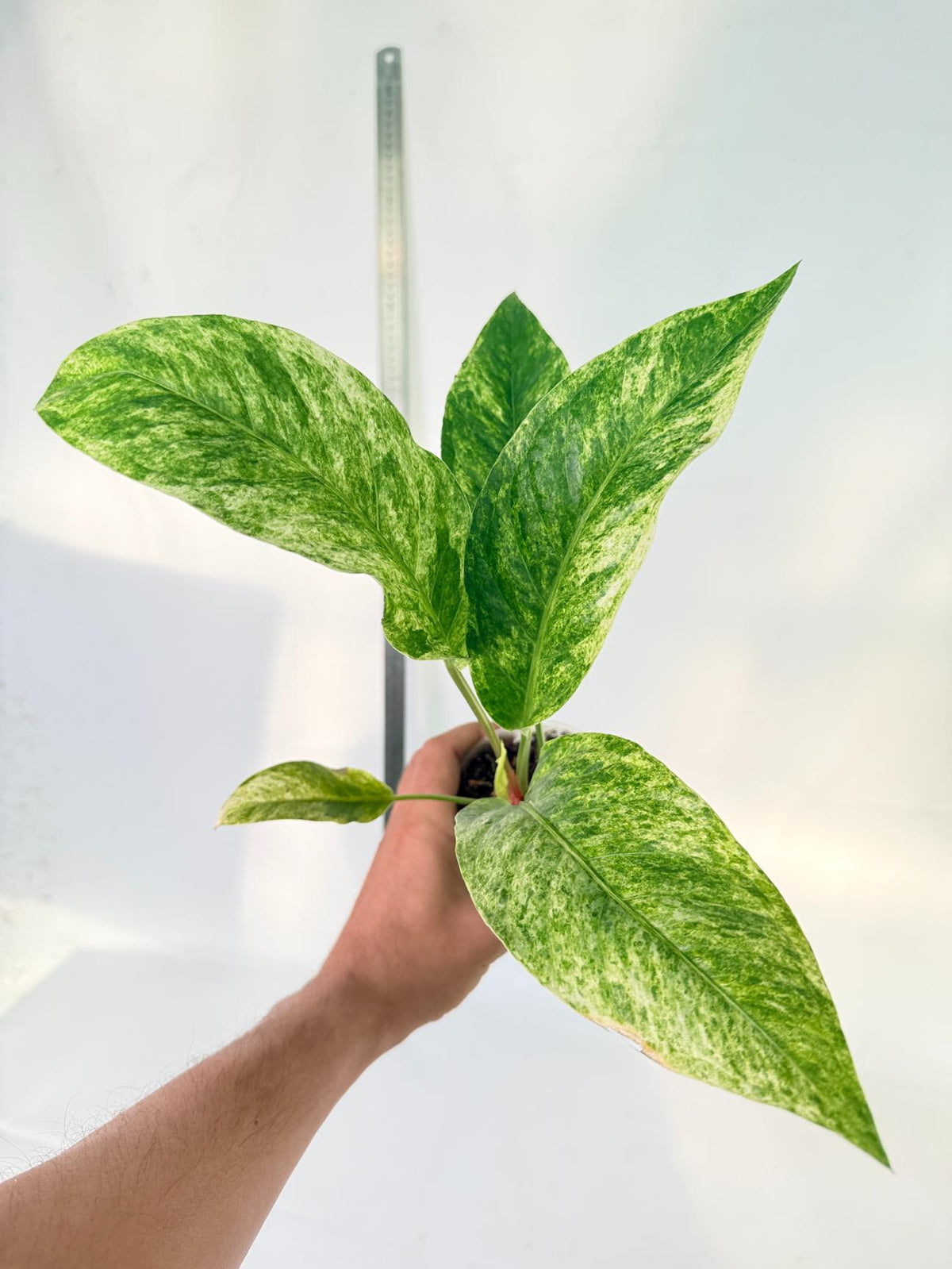 Anthurium hookeri variegato 2