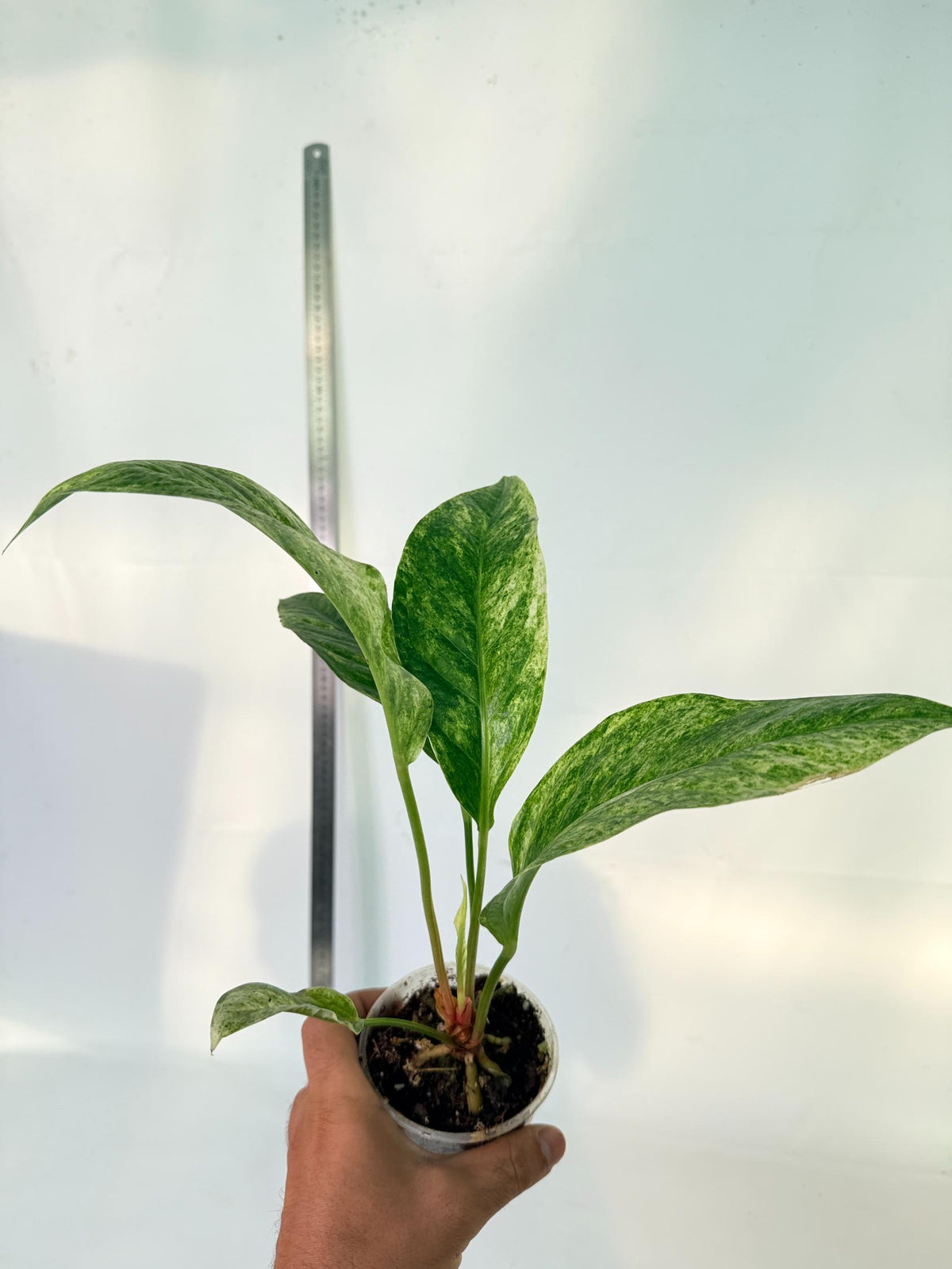 Anthurium hookeri variegato 8