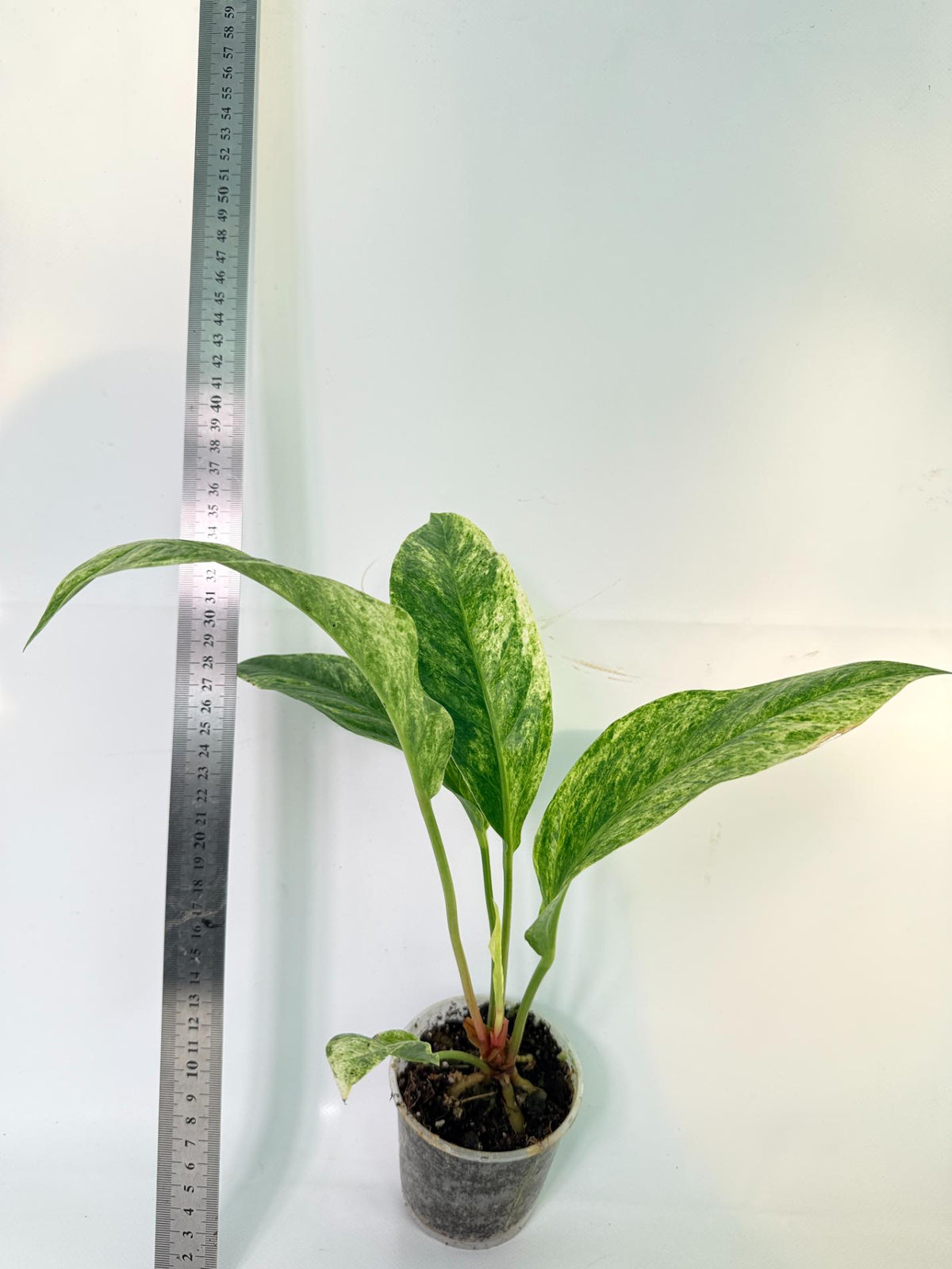 Anthurium hookeri variegato 3
