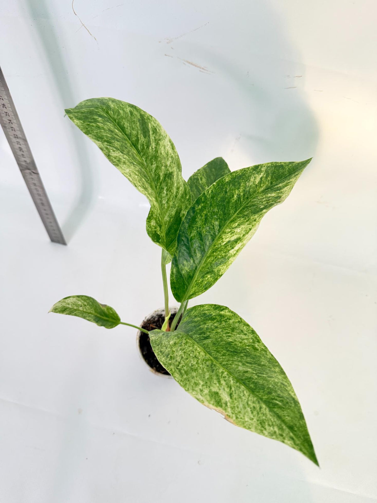 Anthurium hookeri variegato 4