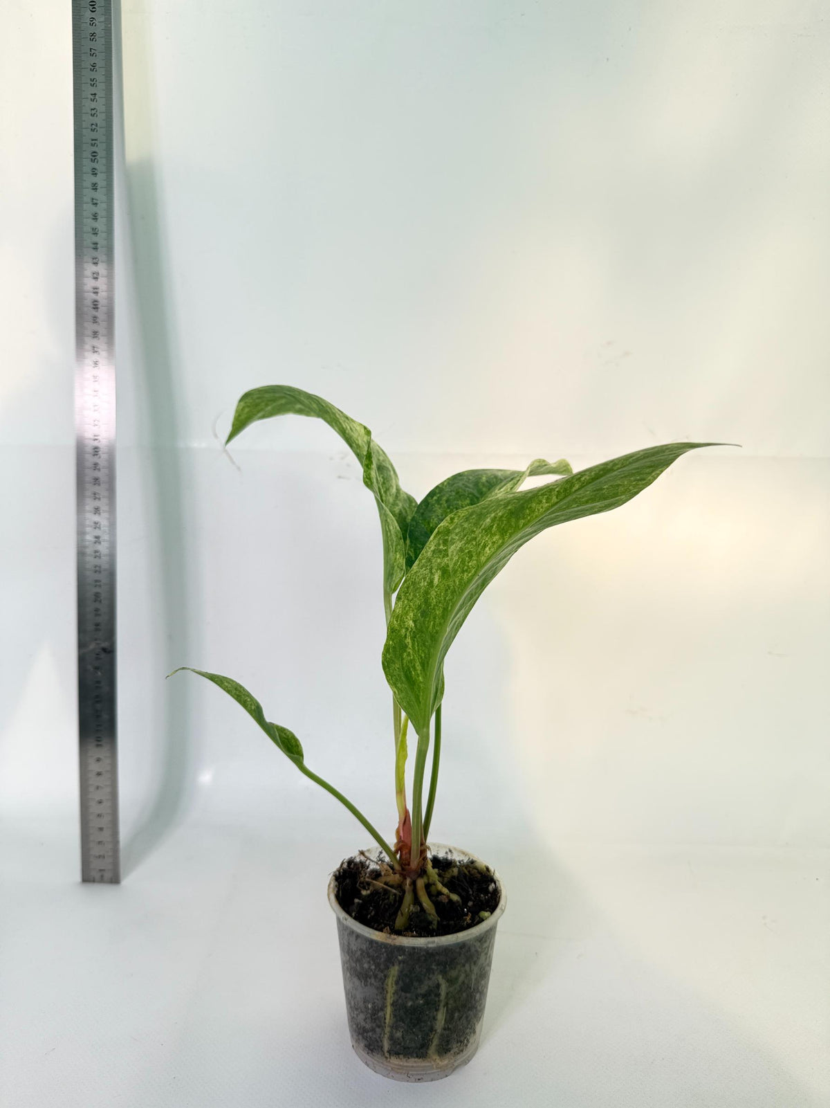 Anthurium hookeri variegato 5