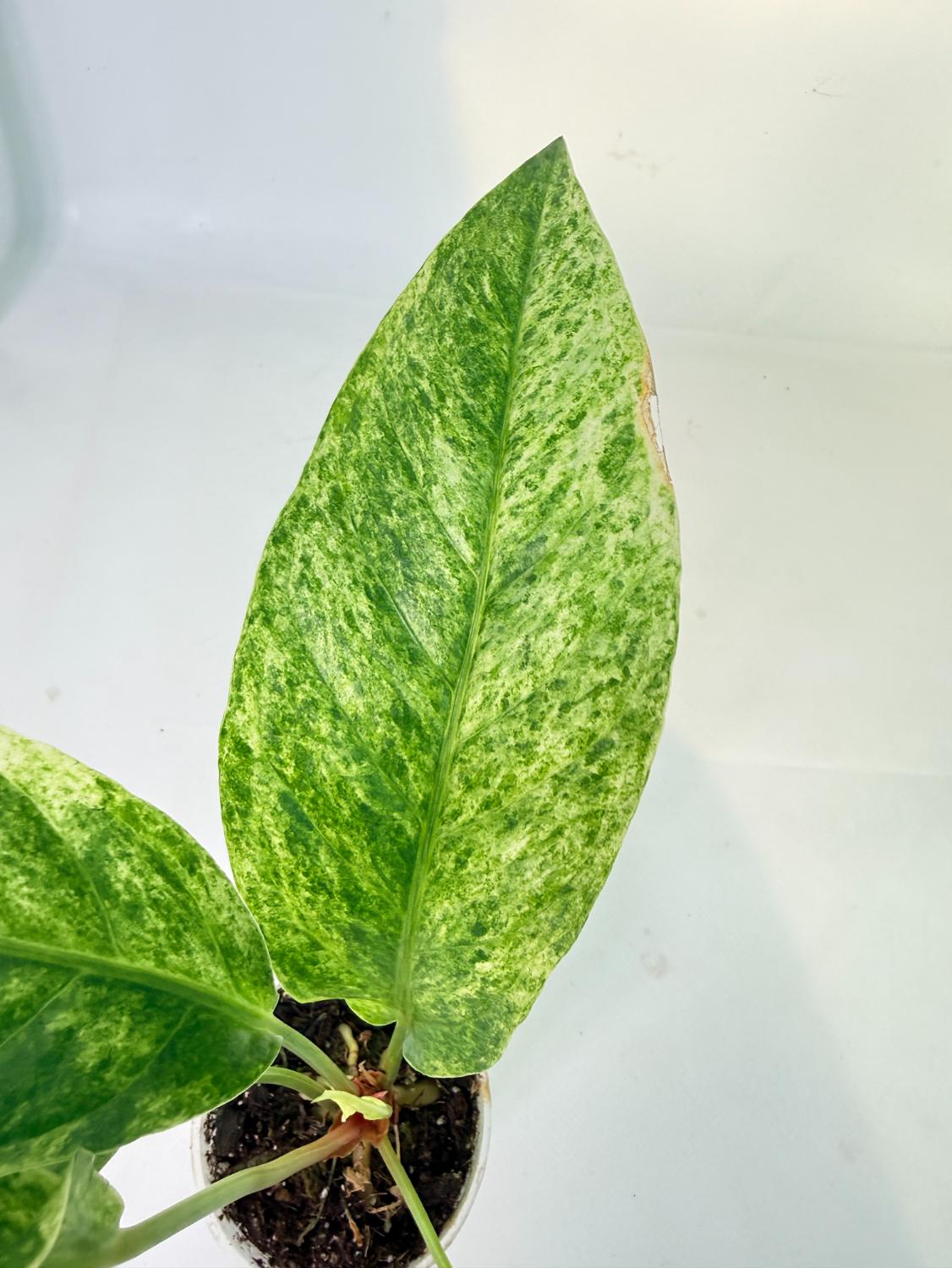 Anthurium hookeri variegato 9