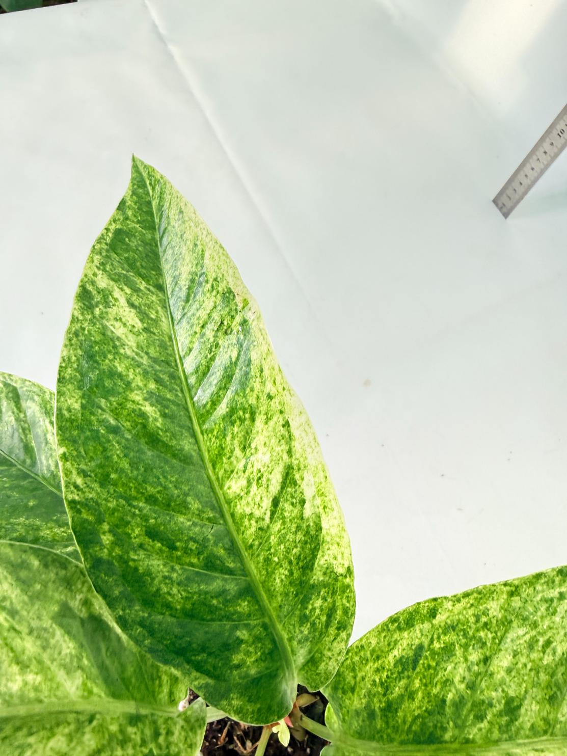 Anthurium hookeri variegato 6