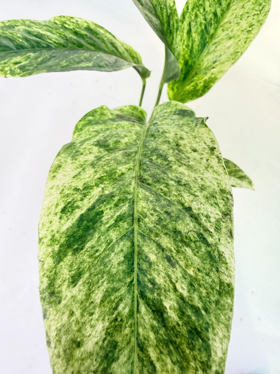 Anthurium hookeri variegato 1