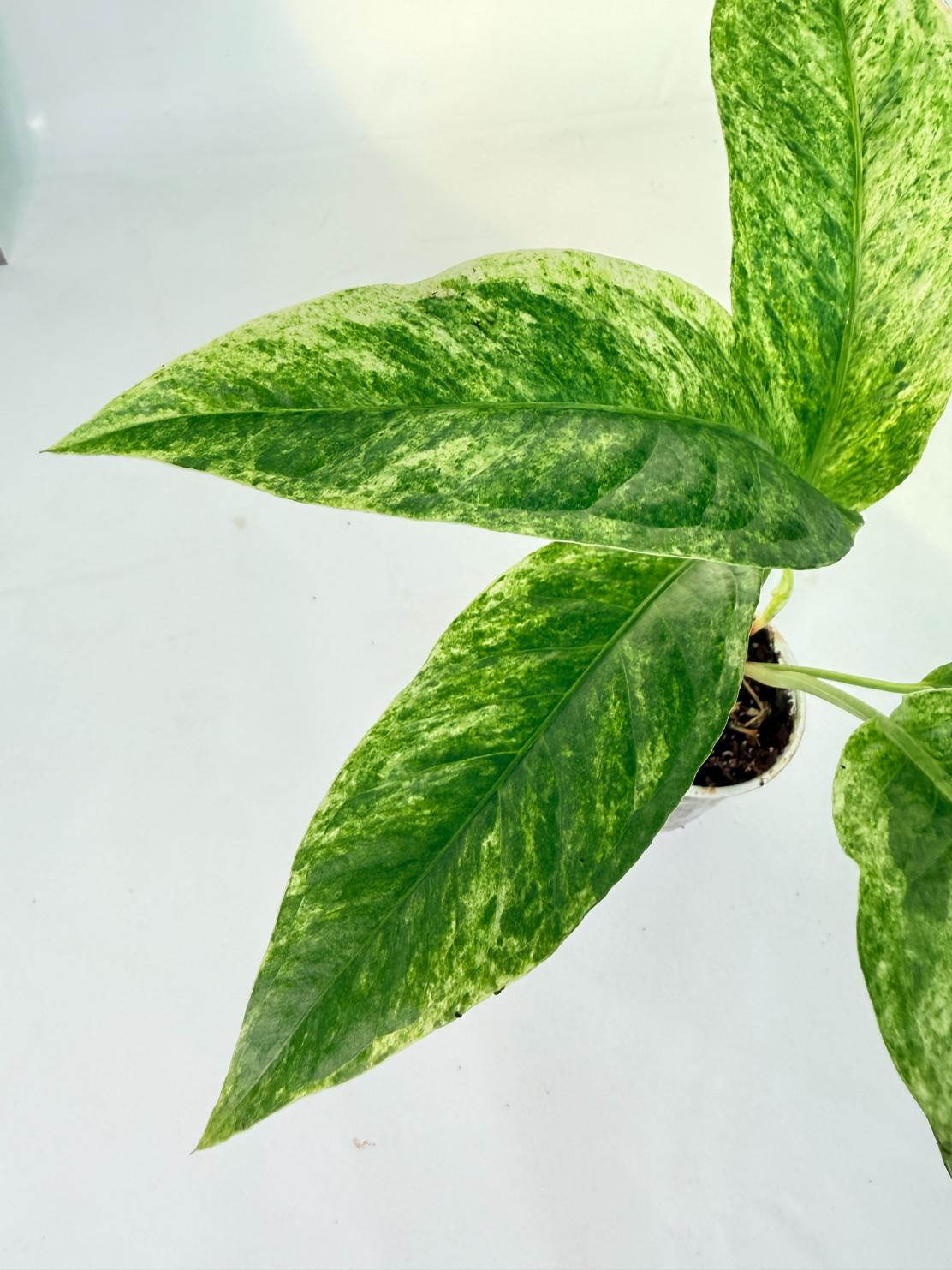 Anthurium hookeri variegato 7